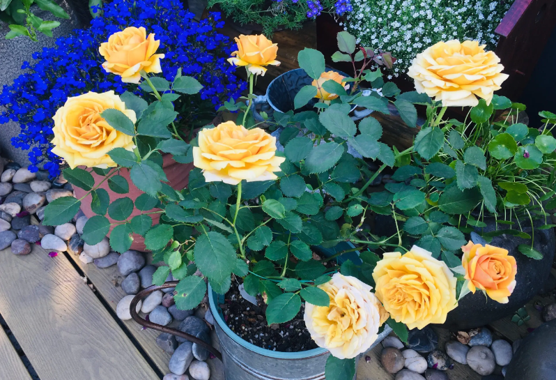 松之梦开花一般几天