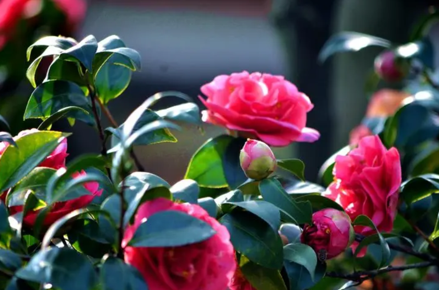 茶花在开花期间如何浇水施肥