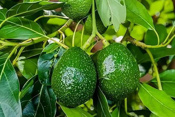 牛油果树四川能种吗