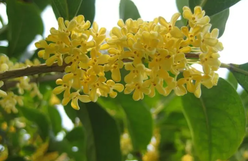 桂花移栽后多久活过来