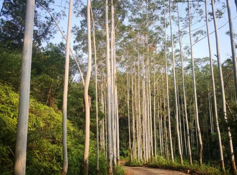 桉树怎么施肥效果好