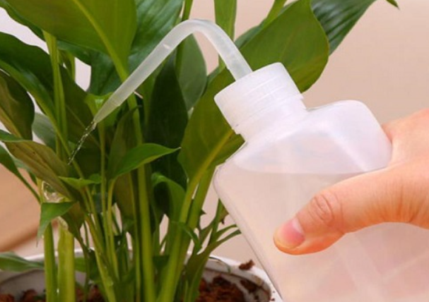 食用碱水浇花可以吗