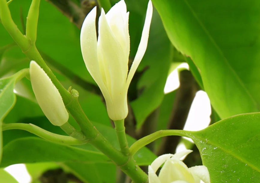 白兰花什么时候修剪比较合适