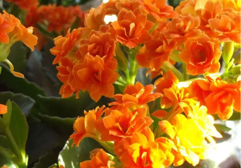 长寿花开花的温度是多少