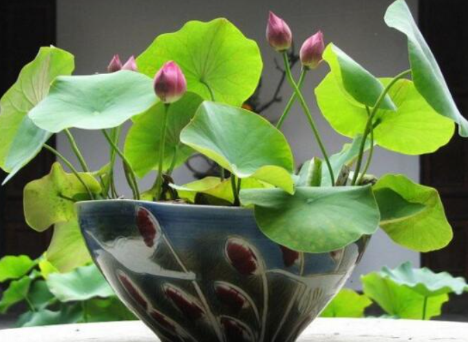 荷花盆栽的种植方法