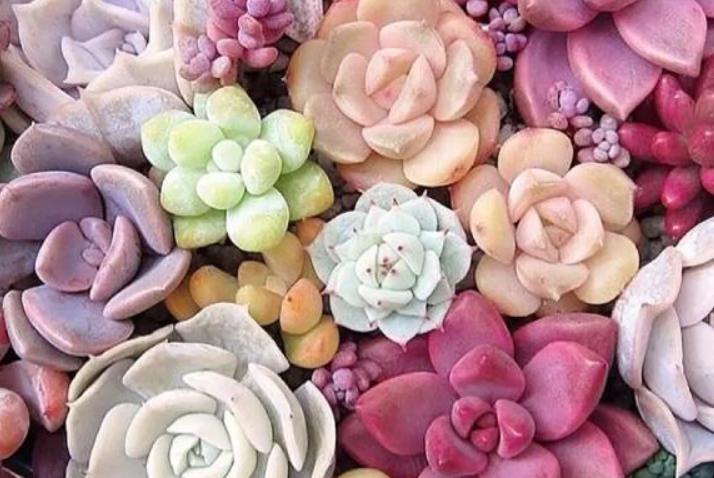 肉肉花冬天怎么养