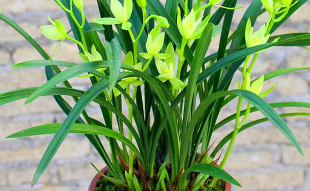 兰花移栽几天不死就算活了