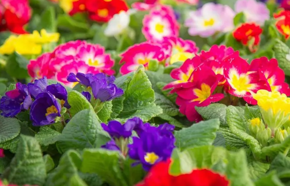 报春花几月播种几月开花