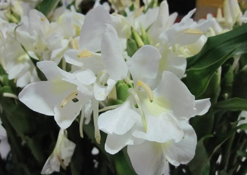 姜花是生姜的花吗