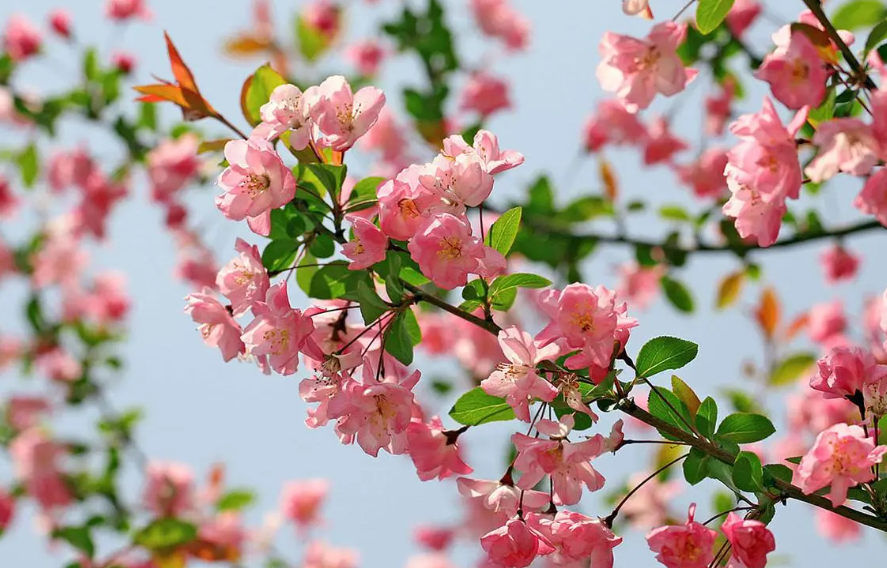 海棠花用什么土养最好