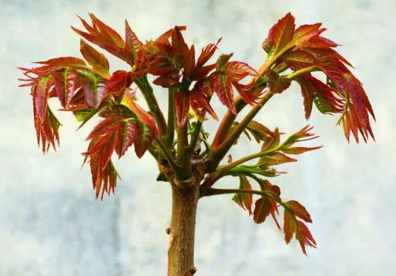 香椿树可以拦腰截断吗