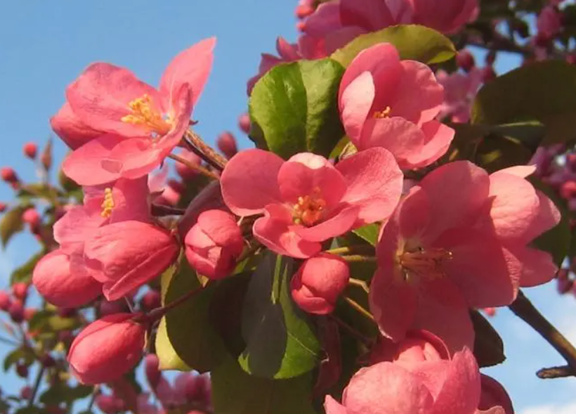 海棠花水养的方法