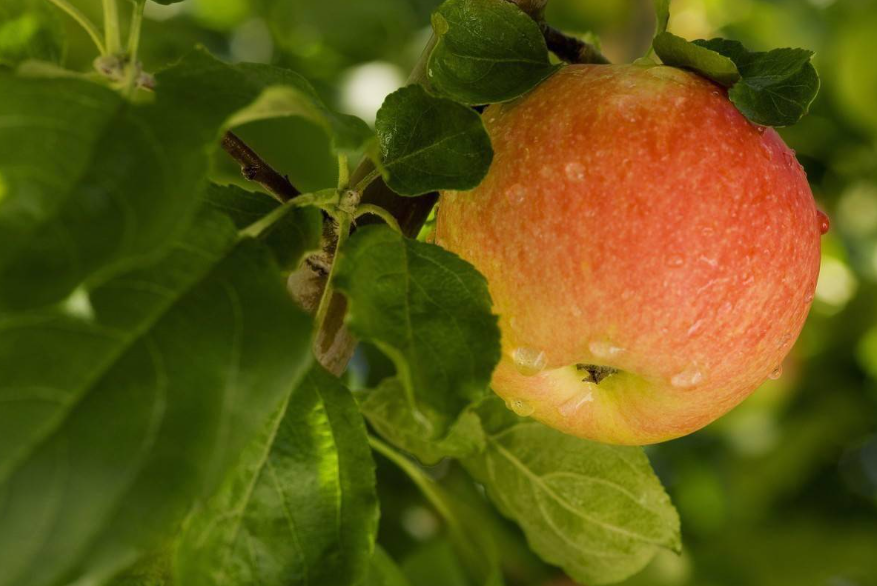 果树施肥时间和方法