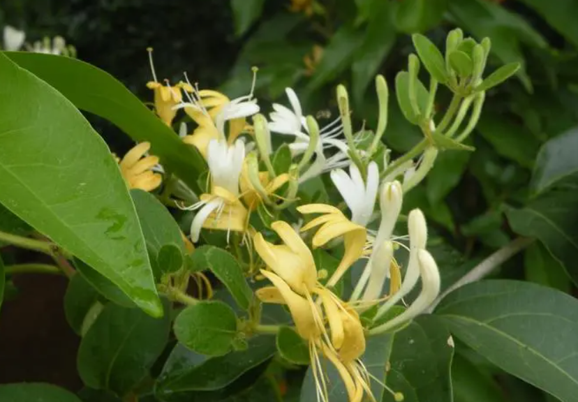 金银花的生长变化过程