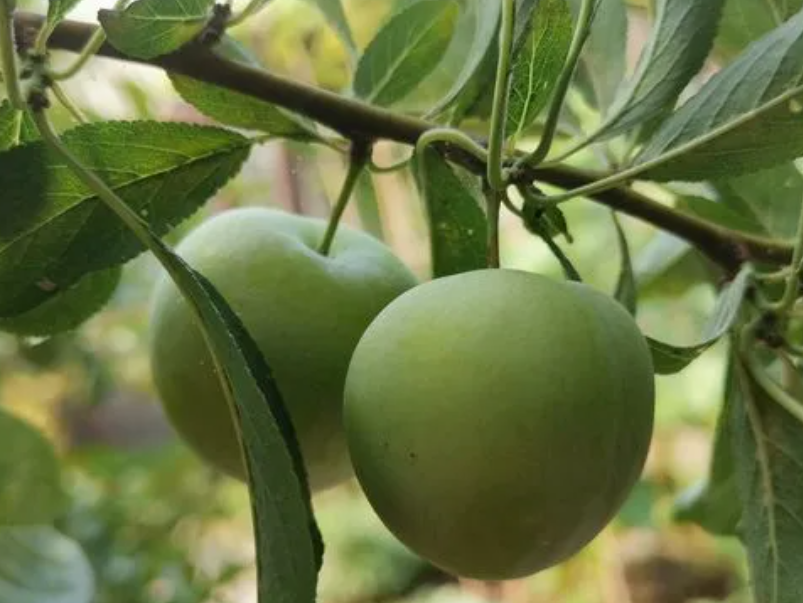 家中种李子树破财吗