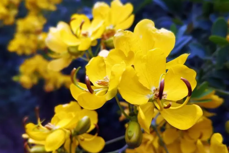 黄花的种植方法和花期