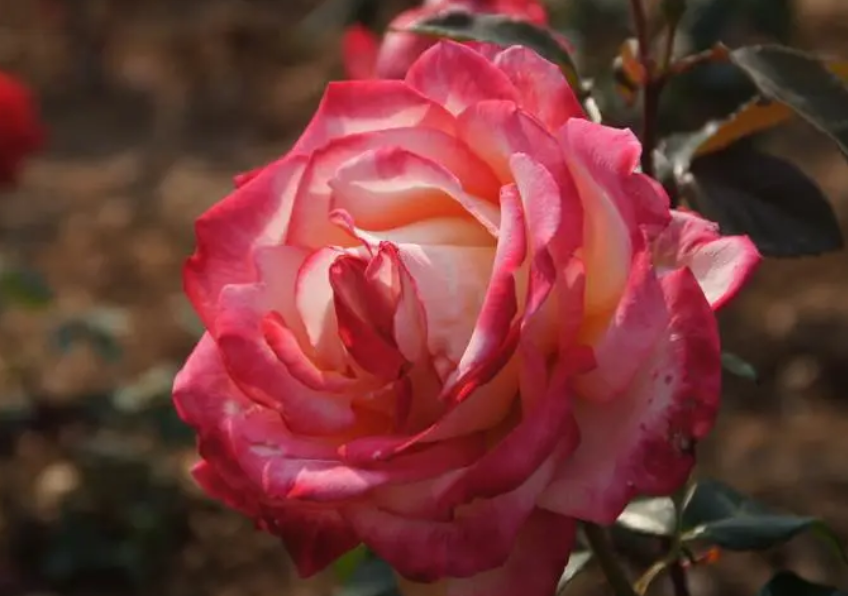 月季花是春天开的吗