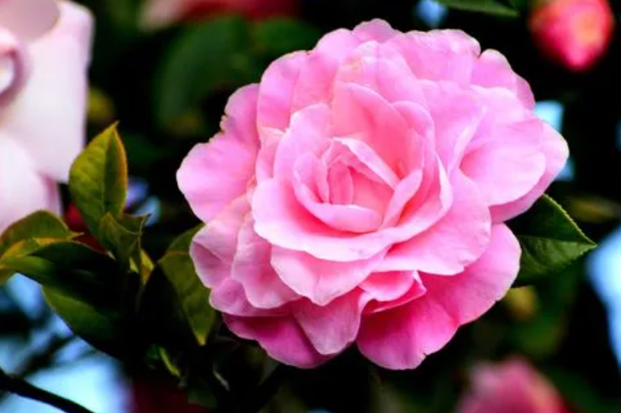 山茶花能扦插活吗