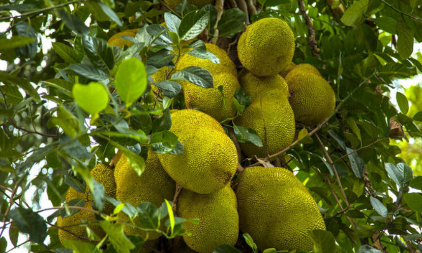 菠萝蜜树修剪枝条方法