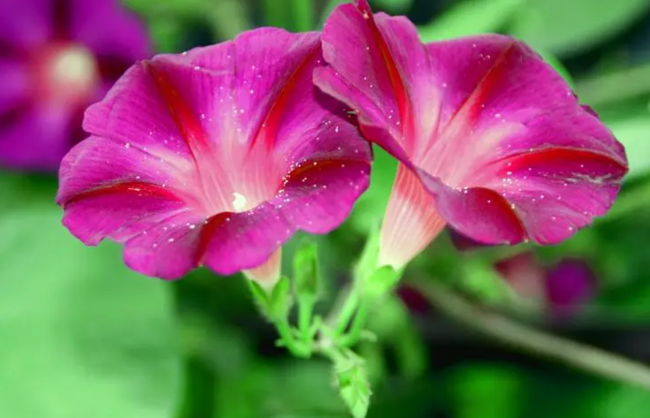 牵牛花是哪个季节开的