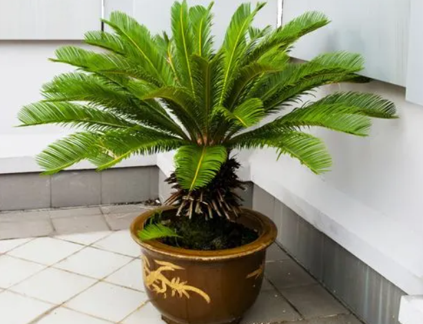 家门口放铁树是吉是凶