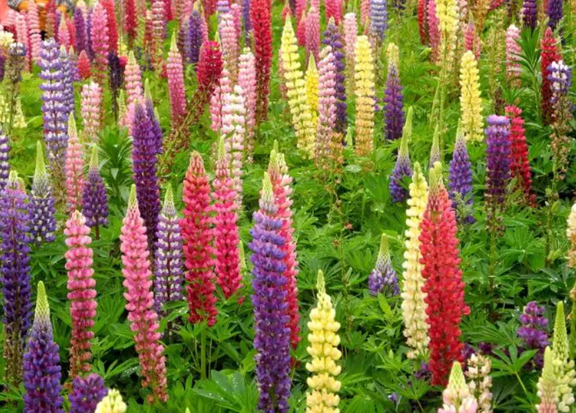 鲁冰花能在海拔2800米种植吗