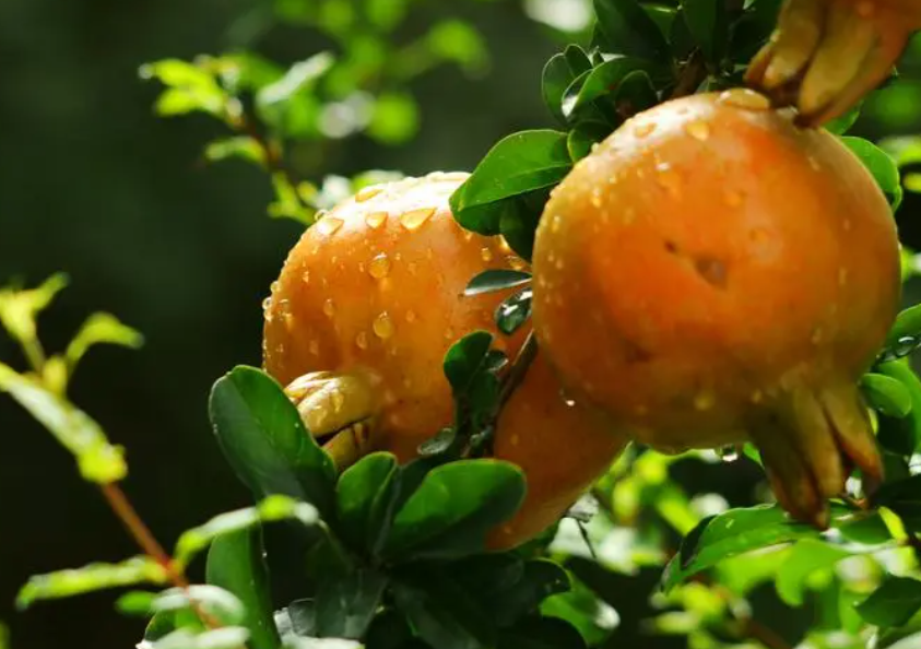 湖南适合种石榴树吗