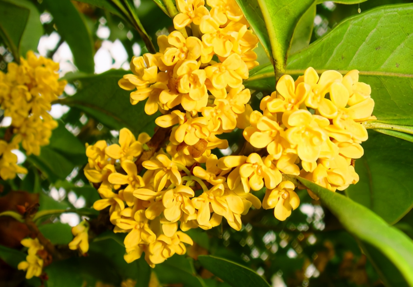 桂花树的种子怎么种成活率高