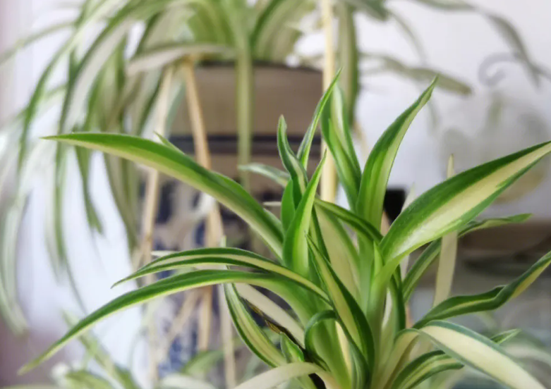 才种的花一天浇几次水