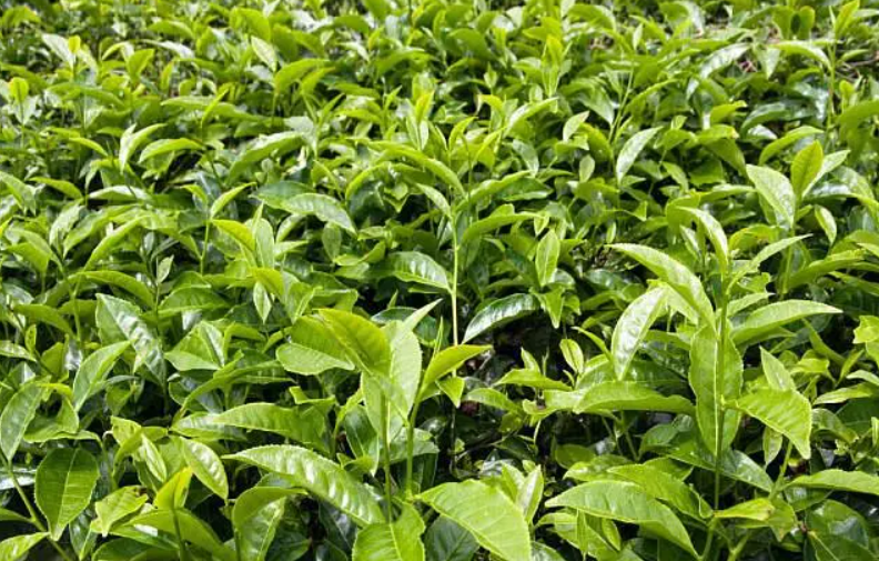 茶叶树什么时候栽种