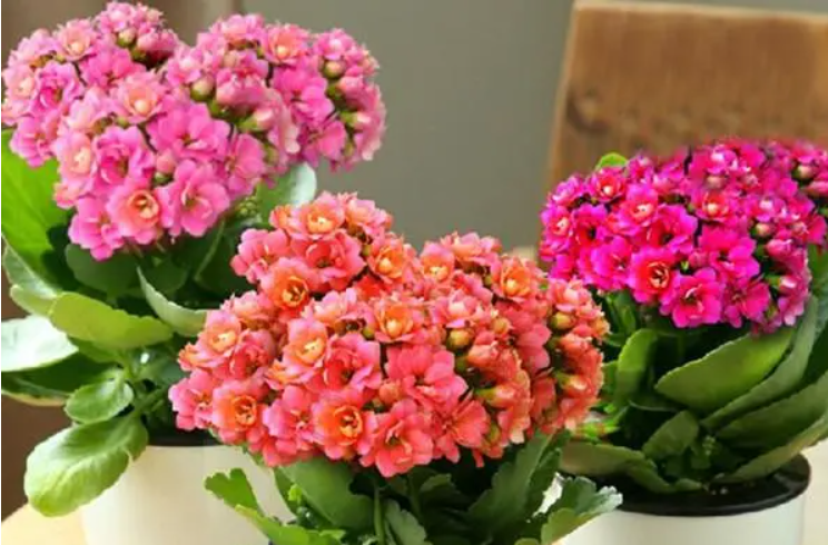 长寿花需要剪枝吗