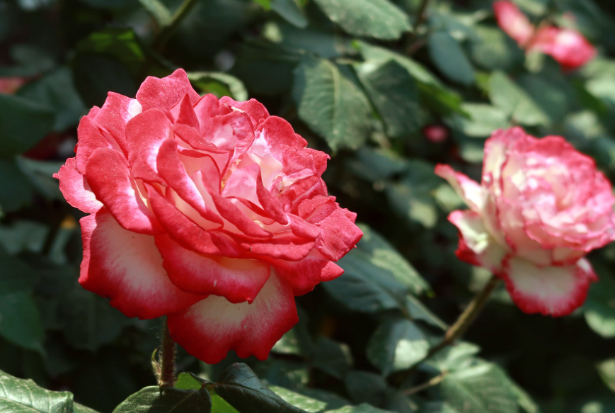 适合庭院栽种的美化月季花