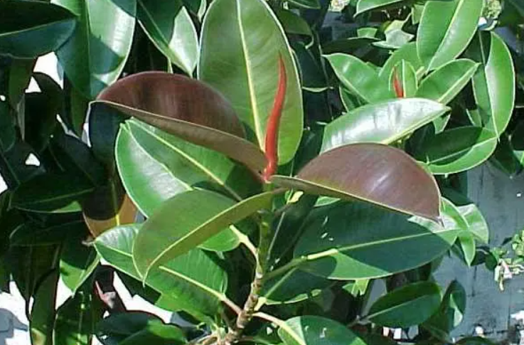 橡皮树冬天可以放室外吗