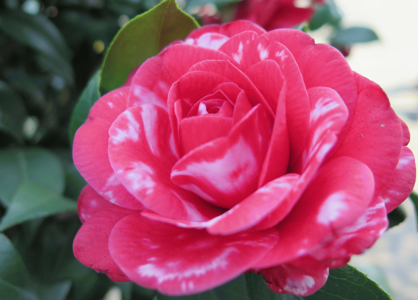 茶花冬天可以扦插吗