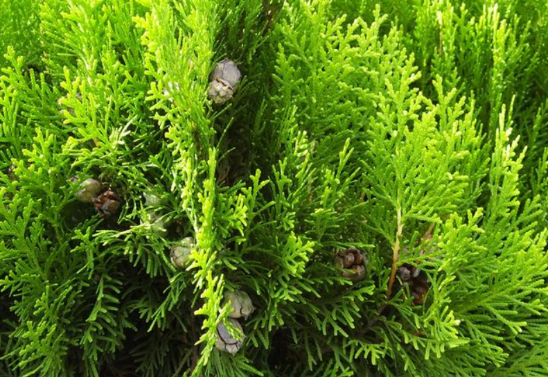 侧柏树移栽多长时间才缓过来