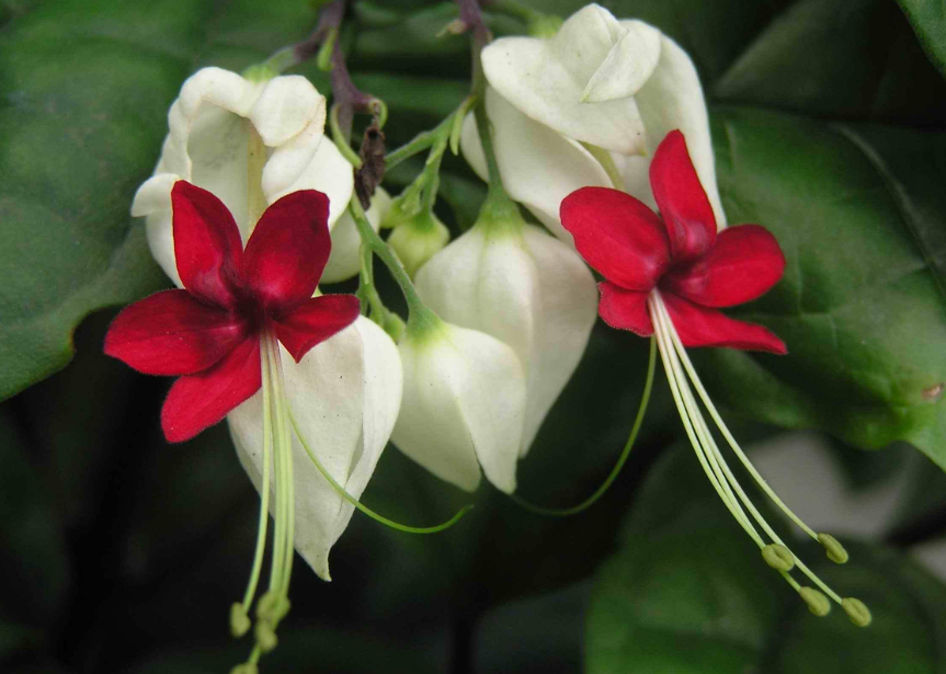 龙吐珠怎么修剪枝才能多开花