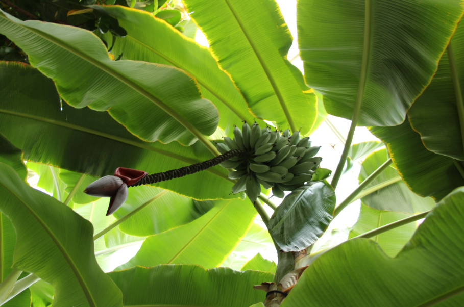 香蕉树不能种房前屋后