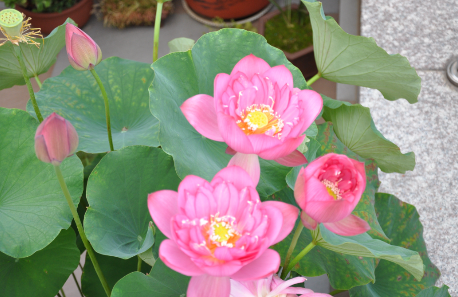 碗莲一年开几次花