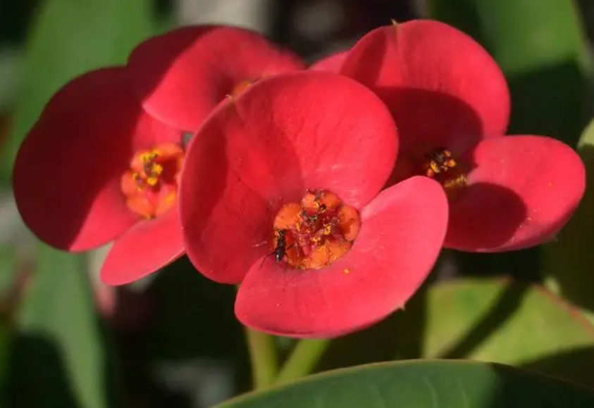 虎刺梅花影响风水吗吗