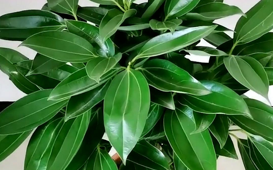 平安树怎样养护浇水施肥