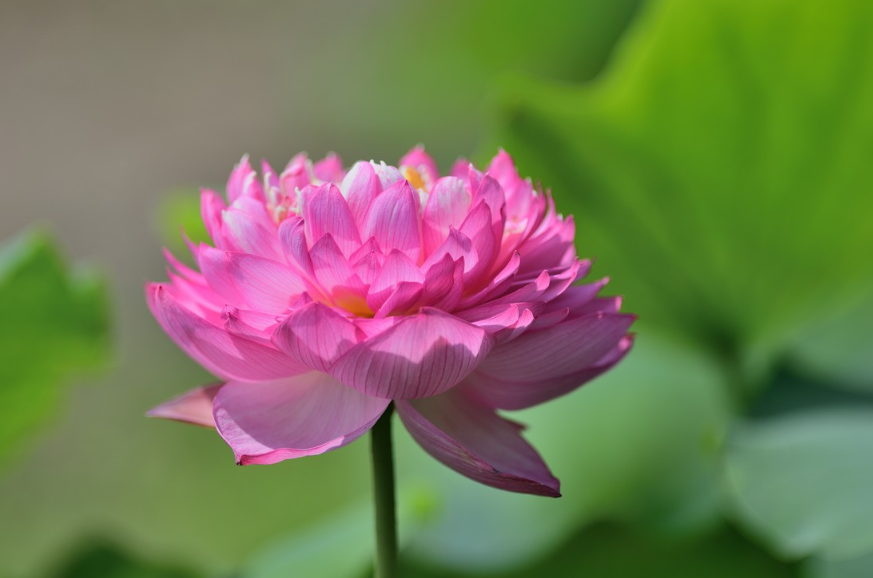 荷花生长在什么土壤里