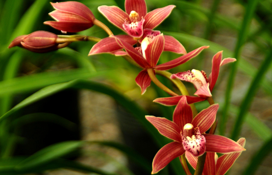 冬天养兰花需要注意什么