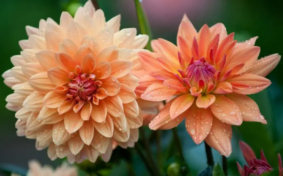 大丽花种球多久发芽