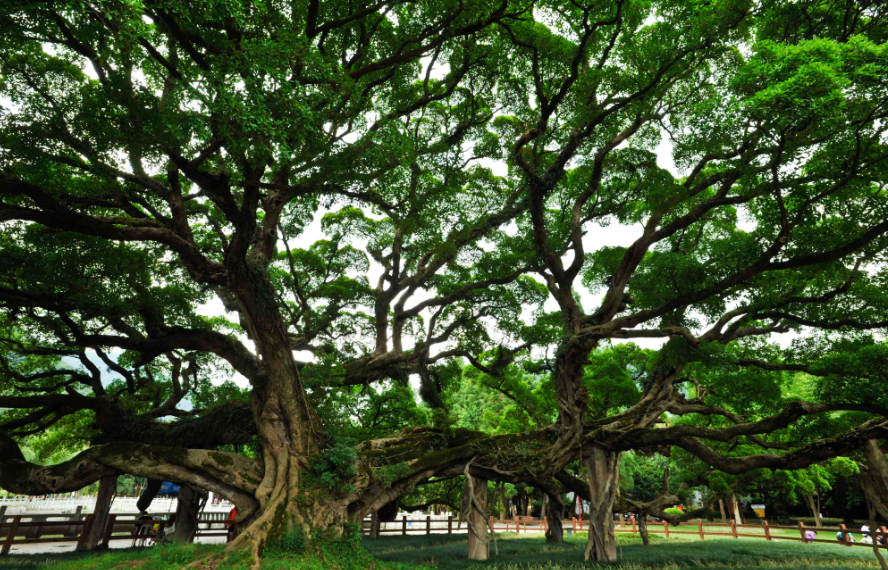 榕树的种子能种出来吗