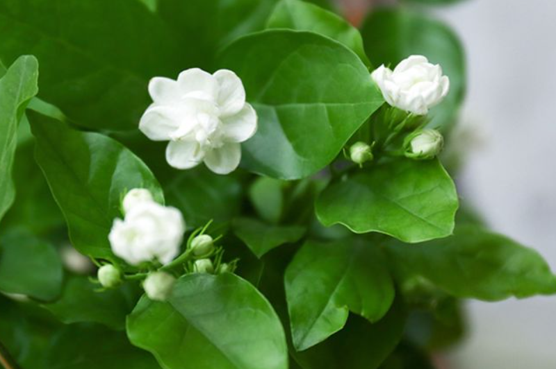 茉莉花可以中午浇水吗