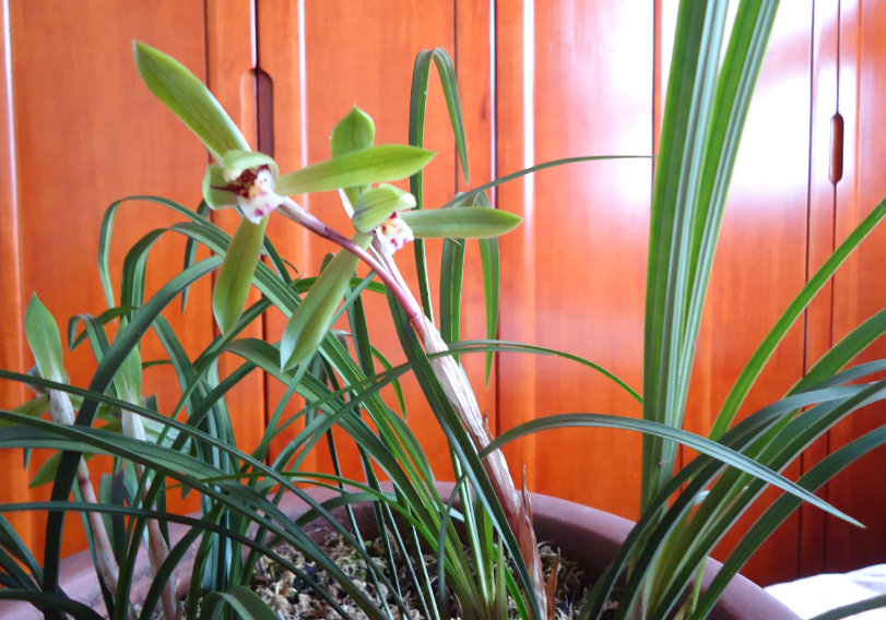 兰花换盆后千万别浇水