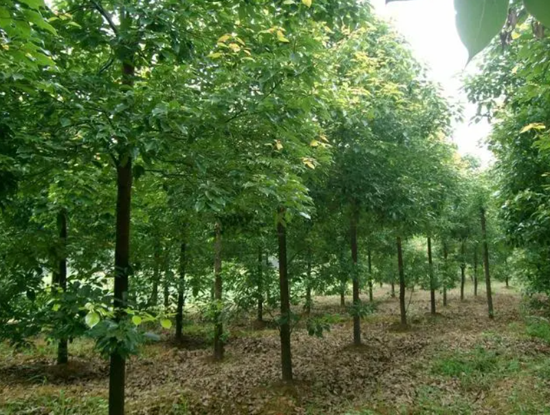 香樟树适合种在家里什么位置