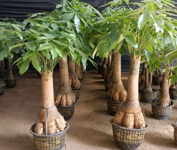 大型发财树怎么养护最好