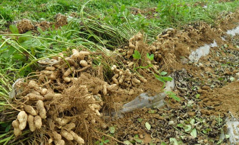 花生适宜什么土壤