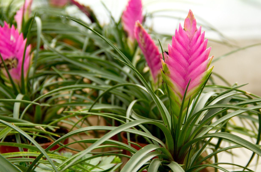 铁掌兰什么时候开花